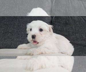 Morkie-Poodle (Miniature) Mix Puppy for sale in AMITY, AR, USA