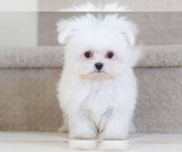 Medium Photo #5 Maltese Puppy For Sale in FULLERTON, CA, USA