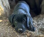Puppy Black Female Labrador Retriever