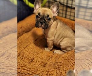 French Bulldog Puppy for sale in CAPE CORAL, FL, USA