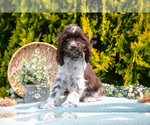 Puppy Darcy Cocker Spaniel