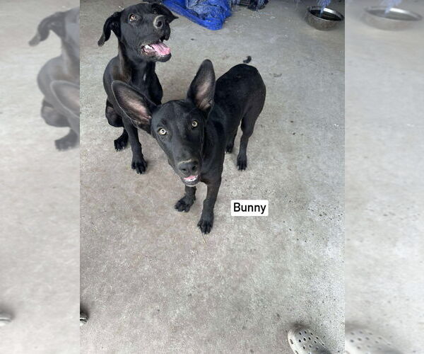 Medium Photo #3 Great Dane-Unknown Mix Puppy For Sale in Bullard, TX, USA