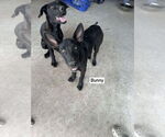 Small #2 Great Dane Mix