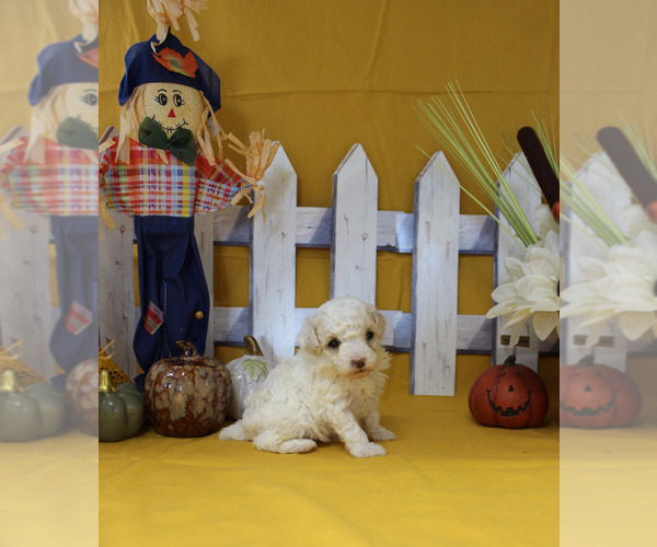 Medium Photo #11 Poodle (Toy) Puppy For Sale in CHANUTE, KS, USA