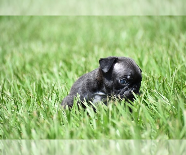Medium Photo #8 Pug Puppy For Sale in PALM COAST, FL, USA