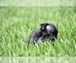 Small #7 Pug