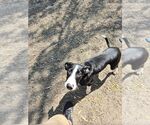 Small #1 Mutt