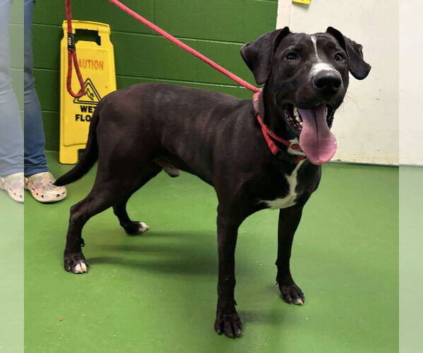 Medium Photo #7 Mutt Puppy For Sale in Rustburg, VA, USA