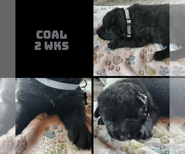 Medium Photo #2 German Shepherd Dog Puppy For Sale in BROOKFIELD, MO, USA