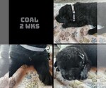 Small Photo #2 German Shepherd Dog Puppy For Sale in BROOKFIELD, MO, USA