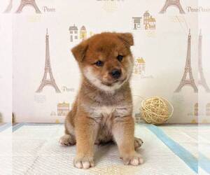 Shiba Inu Puppy for sale in DALLAS, TX, USA