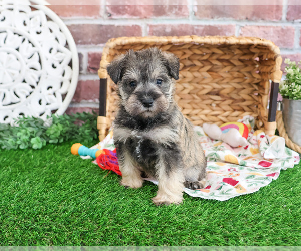 Medium Photo #9 Schnauzer (Miniature) Puppy For Sale in SYRACUSE, IN, USA