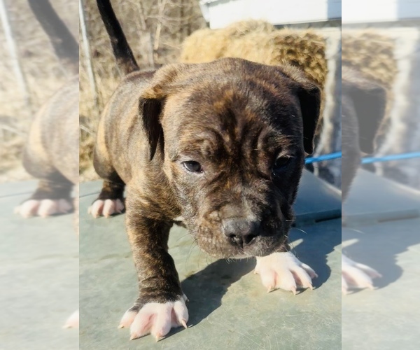 Medium Photo #6 American Bully Puppy For Sale in GROVE CITY, MN, USA