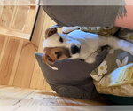 Small Photo #2 Mutt Puppy For Sale in Sandy, UT, USA