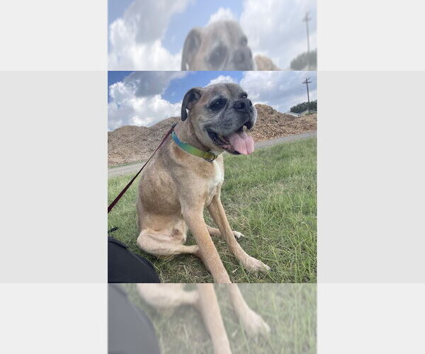 Medium Photo #4 Boxer Puppy For Sale in Austin, TX, USA