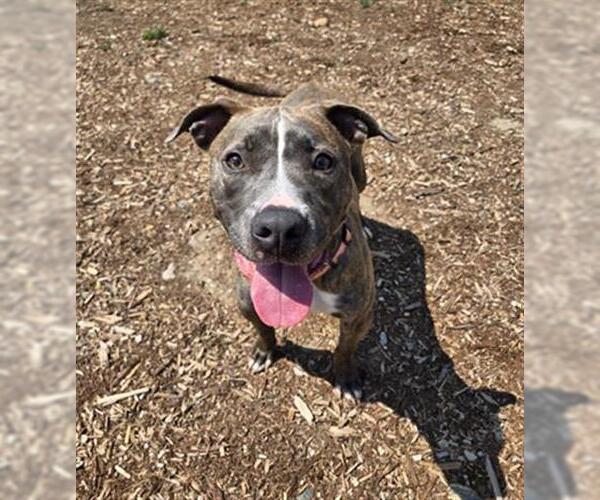 Medium Photo #1 American Pit Bull Terrier-Unknown Mix Puppy For Sale in Denver, CO, USA