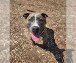 Small American Pit Bull Terrier Mix