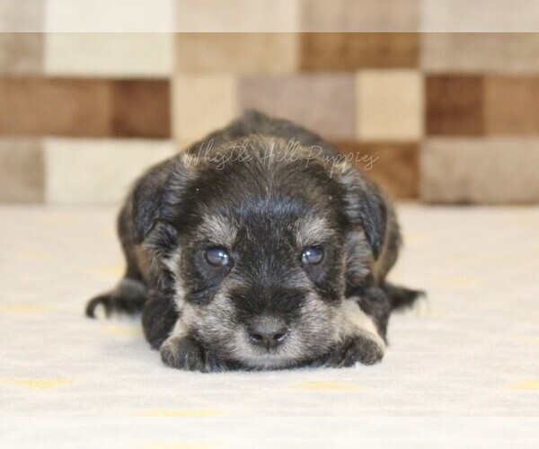 Medium Photo #3 Schnauzer (Miniature) Puppy For Sale in DENVER, PA, USA