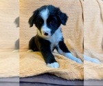 Small Photo #7 Australian Shepherd Puppy For Sale in HENDERSON, NC, USA
