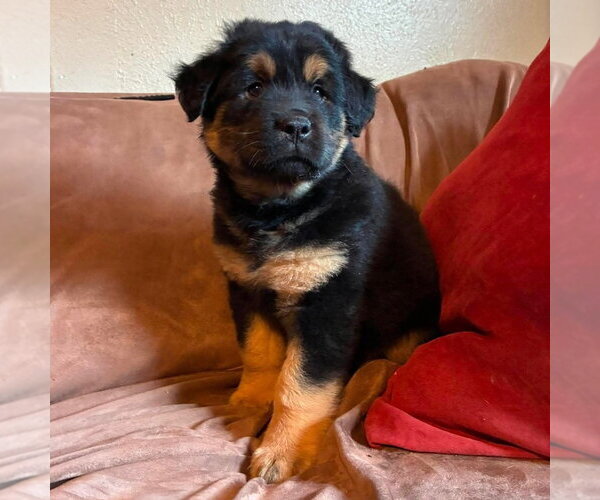 Medium Photo #2 Labrador Retriever-Unknown Mix Puppy For Sale in Canton, CT, USA