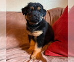 Small #1 Labrador Retriever Mix