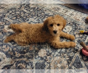 Goldendoodle (Miniature) Puppy for sale in SALEM, OR, USA