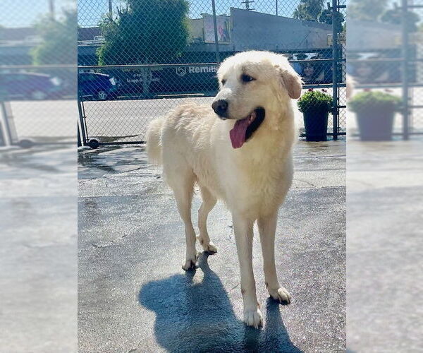 Medium Photo #3 Great Pyrenees Puppy For Sale in Marina Del Rey, CA, USA