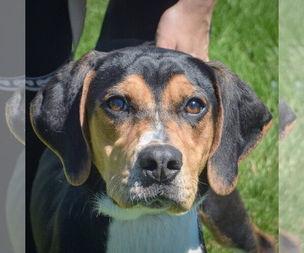 Medium Photo #1 Treeing Walker Coonhound Puppy For Sale in Huntley, IL, USA