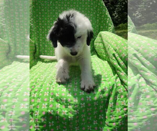 Medium Photo #2 Pyredoodle Puppy For Sale in Croydon, NH, USA