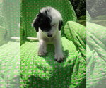 Small #1 Pyredoodle