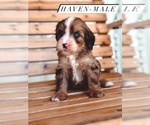 Small Bernedoodle