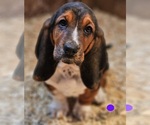 Puppy Female Purple Basset Hound