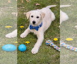 Small #2 Golden Retriever Mix