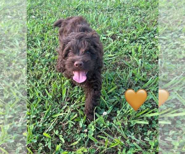 Medium Photo #4 Cockapoo Puppy For Sale in BLUE MOUNTAIN, MS, USA