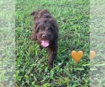 Small #3 Cockapoo