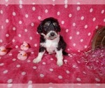 Small Photo #5 Bernedoodle-Poodle (Toy) Mix Puppy For Sale in BLACK FOREST, CO, USA