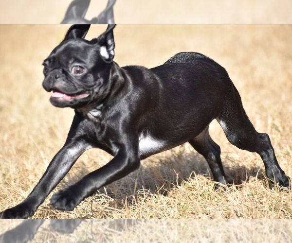 Medium Photo #1 Pug Puppy For Sale in PALM COAST, FL, USA