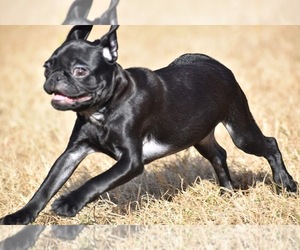 Pug Puppy for sale in PALM COAST, FL, USA