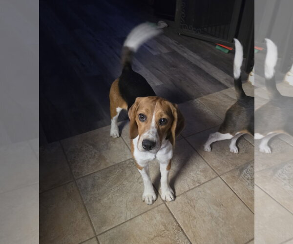 Medium Photo #2 Beagle Puppy For Sale in Las Vegas, NV, USA
