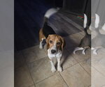 Small #1 Beagle