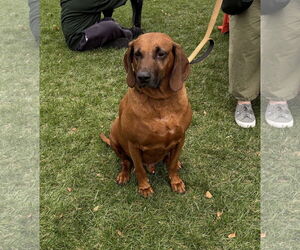 Redbone Coonhound-Unknown Mix Dogs for adoption in Westwood, NJ, USA