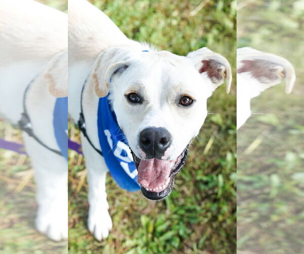 Medium Photo #6 Boxador Puppy For Sale in Princeton, MN, USA