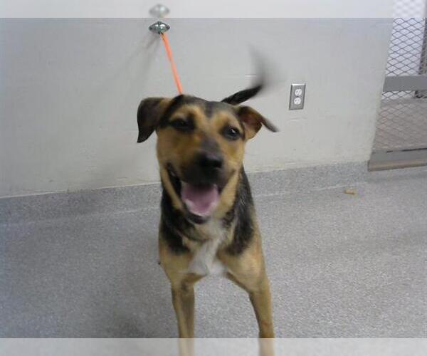 Medium Photo #1 German Shepherd Dog-Unknown Mix Puppy For Sale in Pasadena, TX, USA