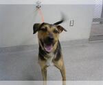 Small German Shepherd Dog Mix