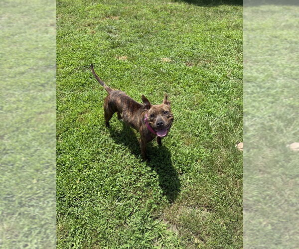 Medium Photo #7 American Pit Bull Terrier-American Staffordshire Terrier Mix Puppy For Sale in Wenonah, NJ, USA
