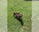 Small #6 American Pit Bull Terrier-American Staffordshire Terrier Mix