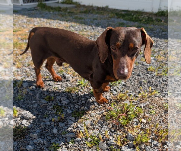 Medium Photo #2 Dachshund Puppy For Sale in Shelbyville, TN, USA