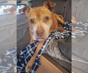 American Pit Bull Terrier-American Staffordshire Terrier Mix Dogs for adoption in Chester, VA, USA