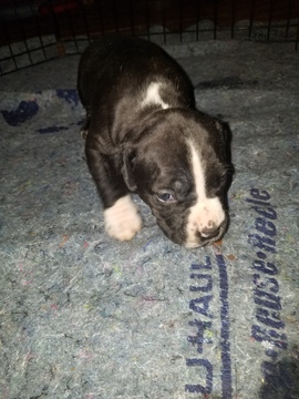 Medium Photo #16 American Pit Bull Terrier Puppy For Sale in GRIFFIN, GA, USA