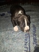 Small #15 American Pit Bull Terrier